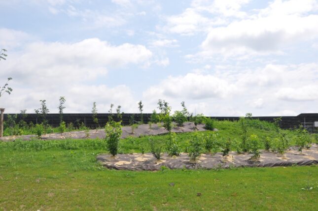 Saumur – plantations paysagères autour de la centrale photovoltaïque.